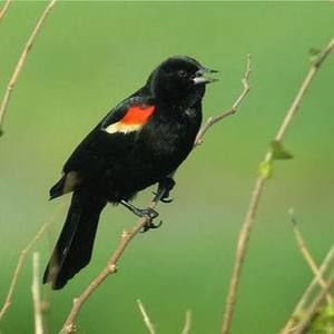 Meet your Posher, Sylvia